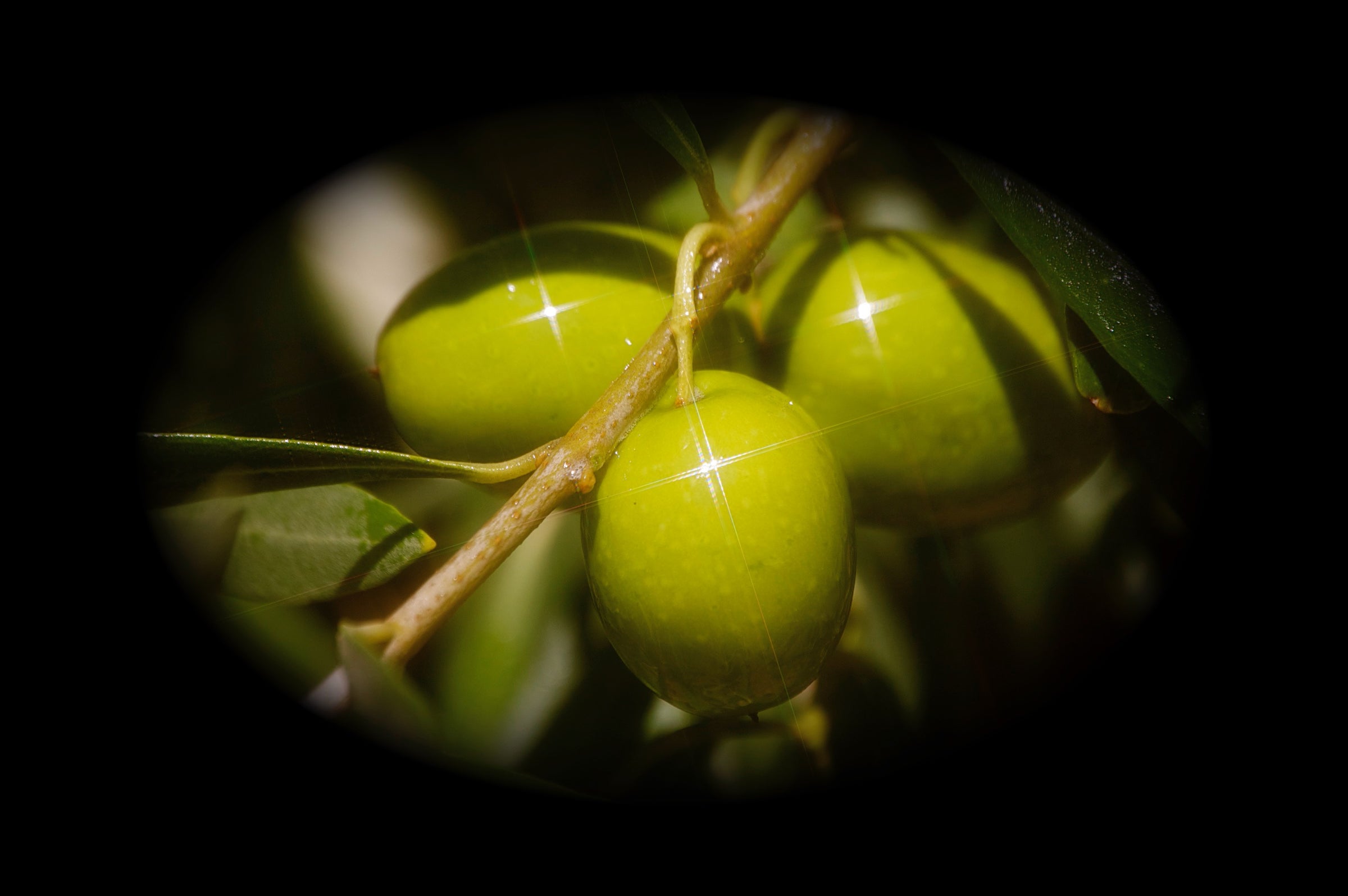 Green Ripe Olives – Olive Pit